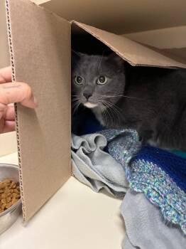 Domestic Short Hair Cats Available for Adoption in Bloomington, Indiana - Prince | PetCurious