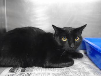 Rescue Domestic Short Hair Cats for Adoption in Hopkinsville, Kentucky - Gudas | PetCurious