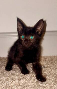 Lexi -  Domestic Short Hair Cat for Adoption in Magnolia, Texas - Lexi | PetCurious