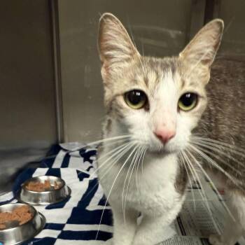 Viola -  Domestic Short Hair Cat for Adoption in San Antonio, Texas - Viola | PetCurious