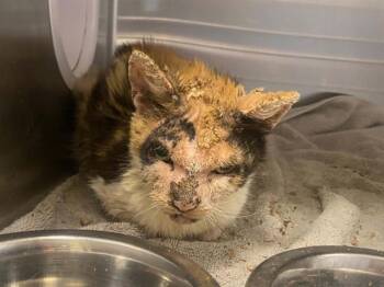 PRIMROSE -  Domestic Short Hair Cat for Adoption in Tustin, California - PRIMROSE | PetCurious