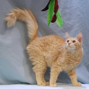 Rescue Domestic Long Hair Cats for Adoption in Maynardville, Tennessee - Auggie | PetCurious