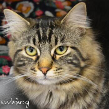 Domestic Long Hair Cats Available for Adoption in Cheyenne, Wyoming - Toby | PetCurious