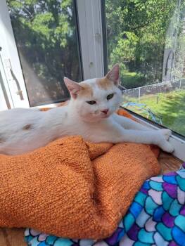 Evan -  Domestic Short Hair Cat for Adoption in Skyline, Minnesota - Evan | PetCurious
