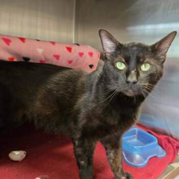 Domestic Short Hair Cats Available for Adoption in Oak Brook, Illinois - Domingo | PetCurious