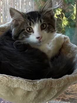Rescue Domestic Long Hair Cats for Adoption in Naugatuck, Connecticut - Versace | PetCurious
