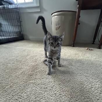 Domestic Short Hair Cats Available for Adoption in Springdale, Arkansas - Chica | PetCurious