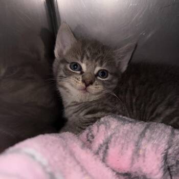 Corndog -  Domestic Short Hair Cat for Adoption in Troy, Virginia - Corndog | PetCurious