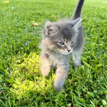 Cat Damon -  Domestic Medium Hair Cat for Adoption in Tylertown, Mississippi - Cat Damon | PetCurious