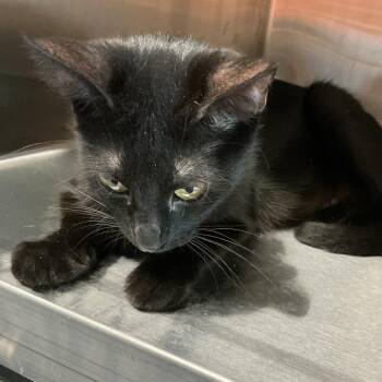 McMommy -  Domestic Short Hair Cat for Adoption in Saint Joseph, Missouri - McMommy | PetCurious