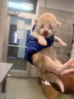 ROBBIE -  Domestic Short Hair Cat for Adoption in Dallas, Texas - ROBBIE | PetCurious