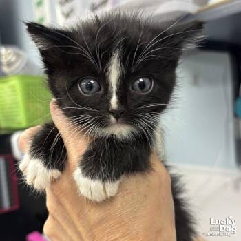 Domestic Short Hair Cats Available for Adoption in Washington, District Of Columbia - Ferret | PetCurious