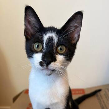 Dulcimer -  Domestic Short Hair Cat for Adoption - Dulcimer | PetCurious