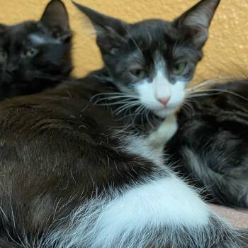 Martin -  Domestic Short Hair Cat for Adoption in Fresno, California - Martin | PetCurious