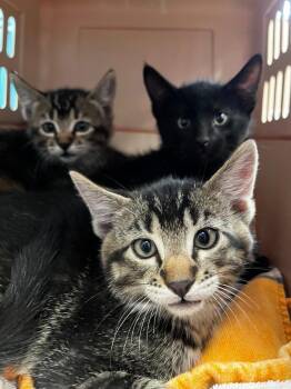 Ansel -  Domestic Short Hair Cat for Adoption in Logan, Utah - Ansel | PetCurious