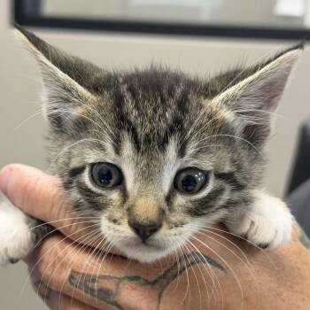 Domestic Short Hair Cats Available for Adoption in Midland, Texas - Tumbleweed | PetCurious
