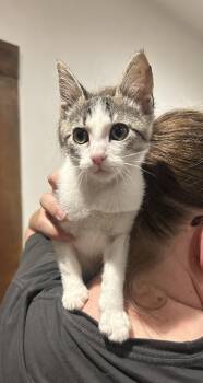 Toni Napa -  Tabby Cat for Adoption in Napa, California - Toni Napa | PetCurious