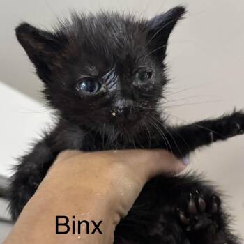 Binx -  Domestic Short Hair Cat for Adoption in League City, Texas - Binx | PetCurious