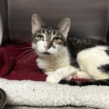 Rasin Bran -  Domestic Short Hair Cat for Adoption in Worcester, Massachusetts - Rasin Bran | PetCurious