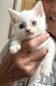 Rescue Domestic Short Hair Cats for Adoption in Rossville, Georgia - Marshmallow | PetCurious