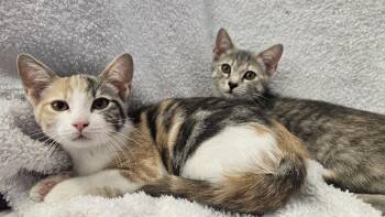 Rhonda (bonded with Donna) -  Domestic Short Hair Cat for Adoption in Antioch, California - Rhonda (bonded With Donna) | PetCurious