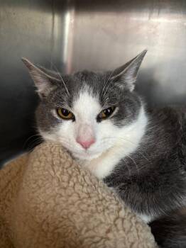 Domestic Short Hair Cats Available for Adoption - Fluff | PetCurious