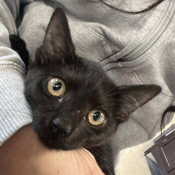 Twyla -  Domestic Short Hair Cat for Adoption in Tampa, Florida - Twyla | PetCurious