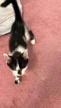 Smudge -  Domestic Short Hair Cat for Adoption - Smudge | PetCurious