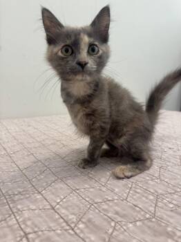 Eileen -  Domestic Short Hair Cat for Adoption in Hilton Head Island, South Carolina - Eileen | PetCurious