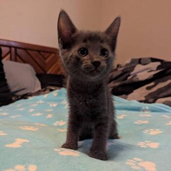 Gracie -  Domestic Short Hair Cat for Adoption in Portland, Texas - Gracie | PetCurious