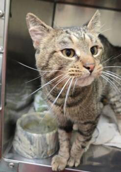Domestic Short Hair Cats Available for Adoption in Annapolis, Maryland - Star | PetCurious