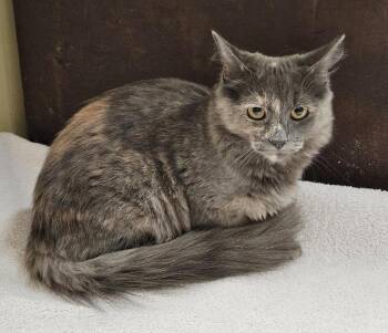 Rescue Domestic Medium Hair Cats for Adoption in Lancaster, California - Maxie | PetCurious