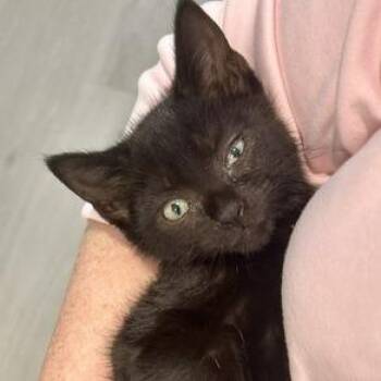 Bill -  Domestic Short Hair Cat for Adoption in Cumming, Georgia - Bill | PetCurious
