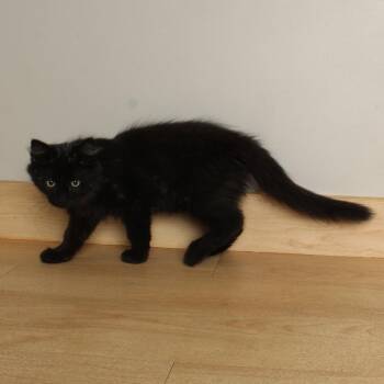 Star C70613 -  Domestic Medium Hair Cat for Adoption in Minnetonka, Minnesota - Star C70613 | PetCurious