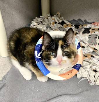 Pickles -  Domestic Short Hair Cat for Adoption in Alexandria, Virginia - Pickles | PetCurious