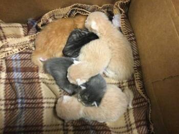 Domestic Short Hair Cats Available for Adoption - MANNY | PetCurious