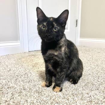 Jasmine -  Domestic Short Hair Cat for Adoption in Evansville, Indiana - Jasmine | PetCurious