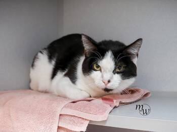 SPADE -  Domestic Short Hair Cat for Adoption in Omaha, Nebraska - SPADE | PetCurious