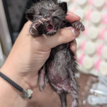 Domestic Short Hair Cats Available for Adoption - Bottle Kitten 4 | PetCurious