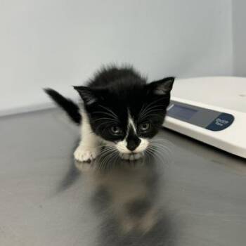 Alice -  Domestic Short Hair Cat for Adoption in Indianapolis, Indiana - Alice | PetCurious