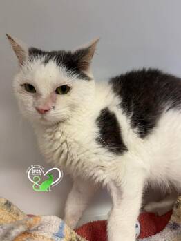 Domestic Short Hair Cats Available for Adoption in Delson, Quebec - Iko | PetCurious