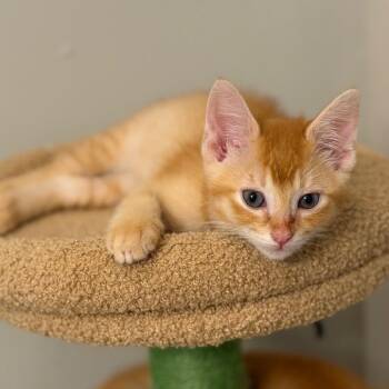 Bramble -  Domestic Short Hair Cat Available for Adoption in Chattanooga, Tennessee - Bramble | PetCurious