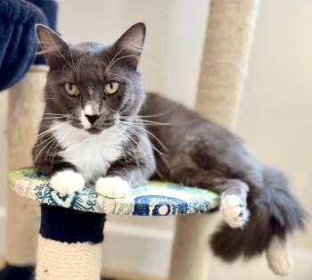 American Shorthair Cats Available for Adoption in Mission Viejo, California - Bandit | PetCurious