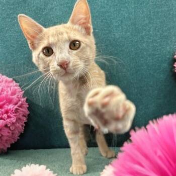 Charm -  Domestic Short Hair Cat for Adoption in San Antonio, Texas - Charm | PetCurious