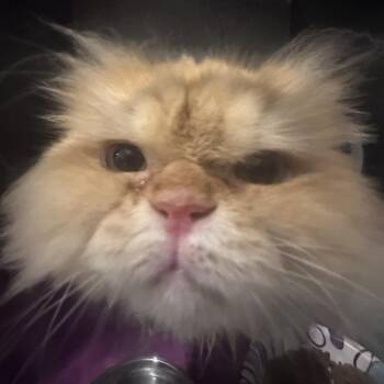 Persian Cats Available for Adoption - Squishy | PetCurious