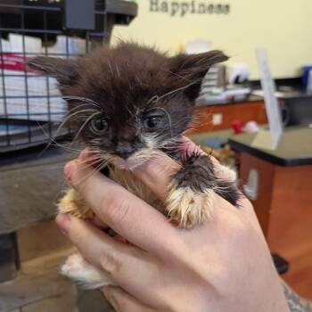 Sea -  Domestic Short Hair Cat for Adoption in Lynchburg, Virginia - Sea | PetCurious