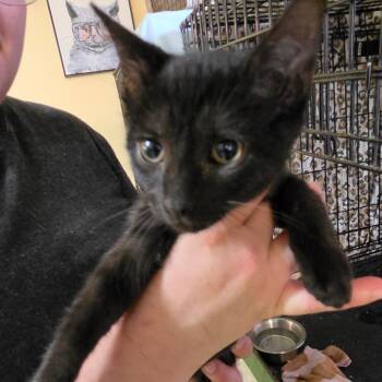 Wilkinson 4 -  American Shorthair Cat for Adoption in Melrose, Florida - Wilkinson 4 | PetCurious