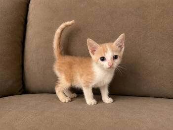 Pillsbury -  Domestic Short Hair Cat for Adoption in Homer Glen, Illinois - Pillsbury | PetCurious