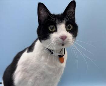 Blackbeard -  Domestic Short Hair Cat for Adoption in Golden Valley, Minnesota - Blackbeard | PetCurious