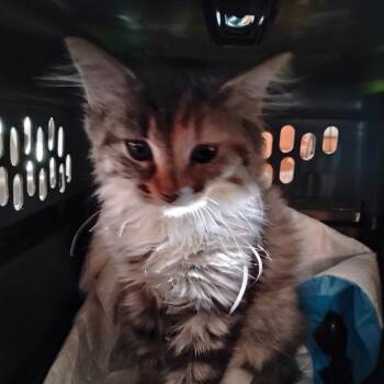 Applesauce -  Domestic Long Hair Cat for Adoption in Grantsville, Utah - Applesauce | PetCurious